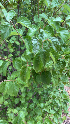 Viburnum dentatum observed 2026-10-16