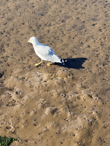 Ring-billed Gull