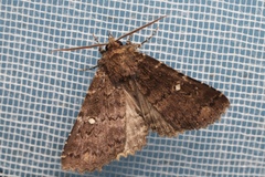 Hypersypnoides astrigera