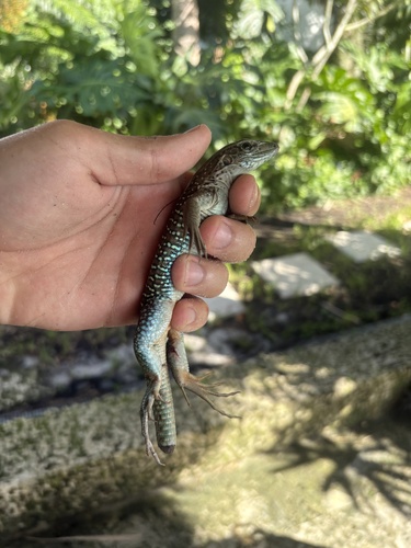 Giant Ameiva