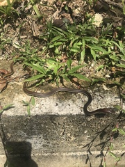 Dendrelaphis caudolineatus