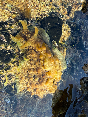 Dolabrifera dolabrifera observed 2026-10-17