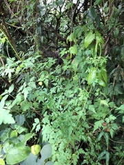 Cardiospermum halicacabum