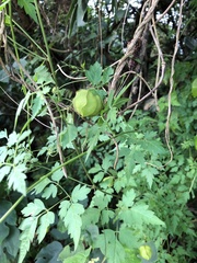 Cardiospermum halicacabum