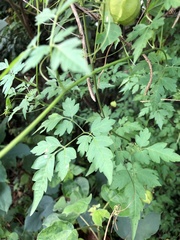 Cardiospermum halicacabum