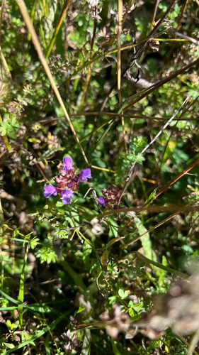 common selfheal