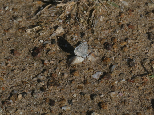 Ceraunus Blue