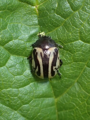 Calligrapha sigmoidea