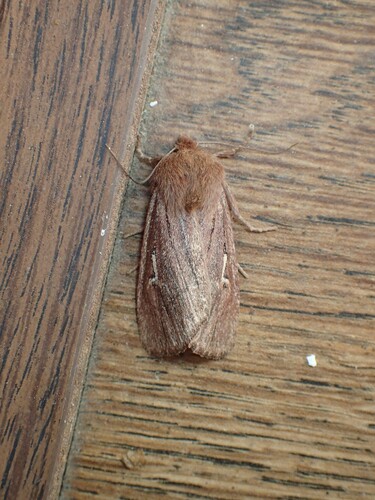 Brown Satyr Moth
