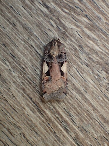 Setaceous Hebrew Character