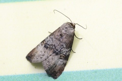 Bryophilina mollicula