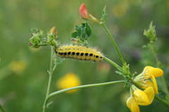 Zygaena filipendulae