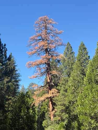 iNaturalist observation photo of Western Ponderosa Pine