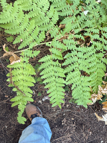 iNaturalist observation photo of brackens