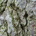Bacidia rubella - Photo (c) Samuel Brinker, algunos derechos reservados (CC BY-NC), subido por Samuel Brinker