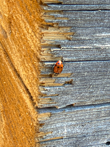 iNaturalist observation photo of Convergent Lady Beetle