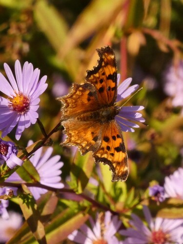 Hoary Comma