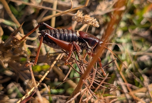 Ghiliani's Alpine Bush-cricket