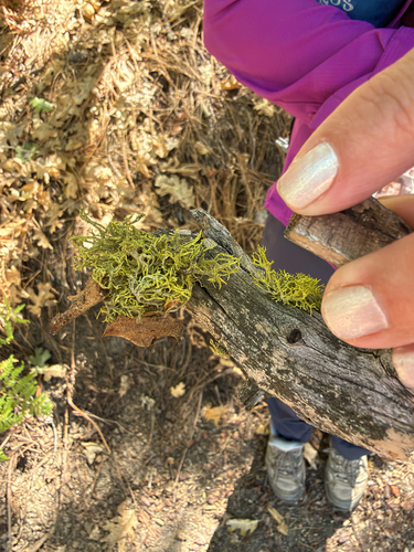 iNaturalist observation photo of Brown-eyed Wolf Lichen