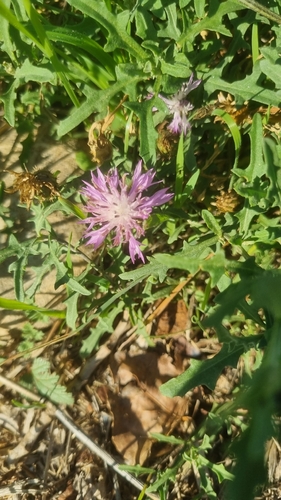 Rough Star-thistle