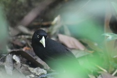 Amblycercus holosericeus