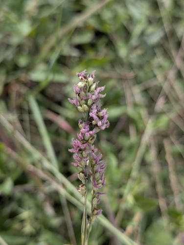 vine mesquite
