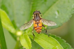 Mesembrius bengalensis