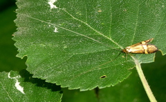 Nemophora degeerella