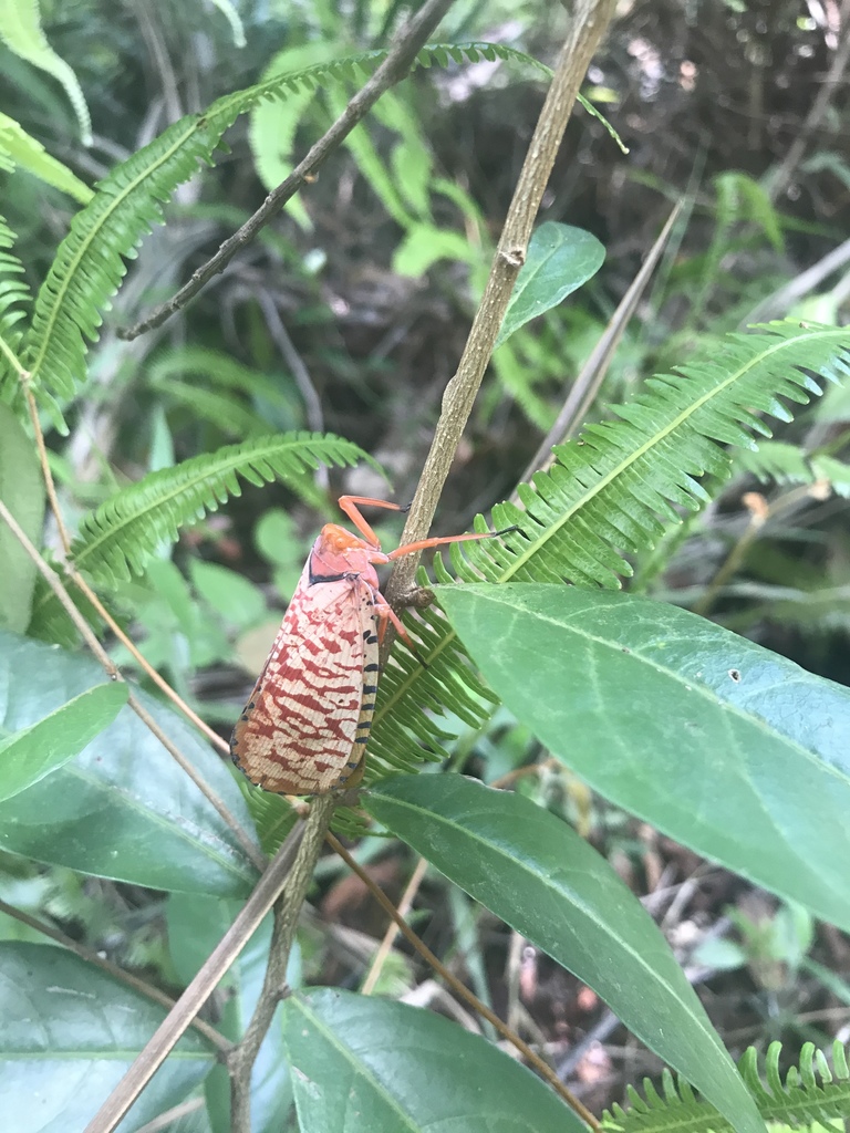 Aphaena chionaema