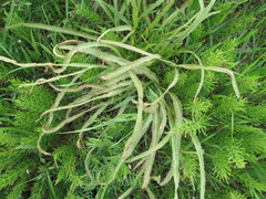 Puccinia sii-falcariae
