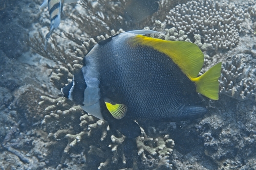 Heniochus singularius observed 2026-10-06