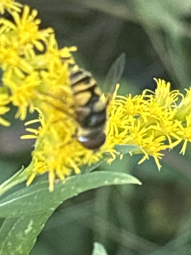 Transverse-banded Flower Fly