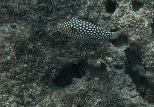 Canthigaster jactator observed 2026-10-14