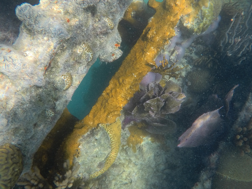 Millepora observed 2026-10-16