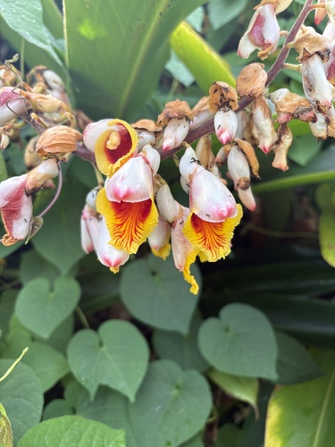 Alpinia zerumbet observed 2026-10-16