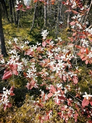 Amelanchier × lamarckii