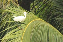 Egretta garzetta