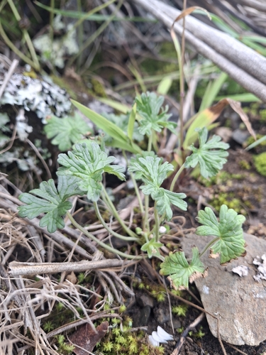 Geranium retrorsum observed 2026-10-17