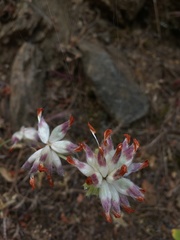 Anthyllis vulneraria