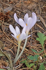 Colchicum umbrosum