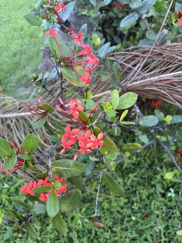 Ixora coccinea observed 2026-10-16
