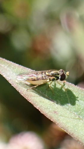 Toxomerus marginatus observed 2026-10-16