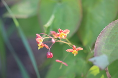 Epimedium
