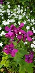 Lunaria