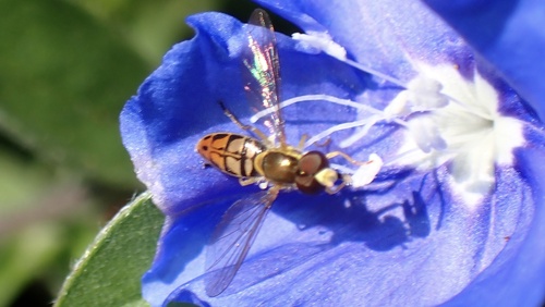 Toxomerus marginatus observed 2026-10-16