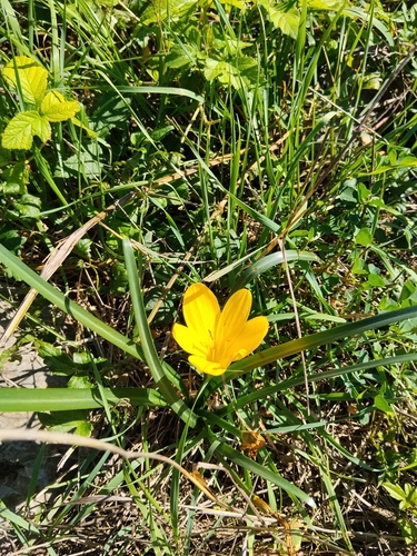 Winter Daffodil
