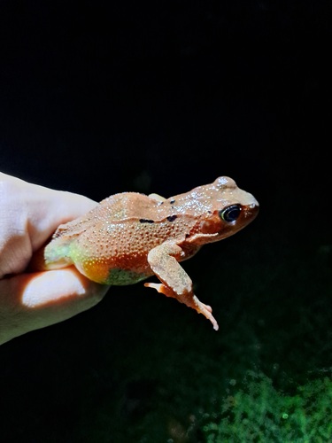 European Common Frog