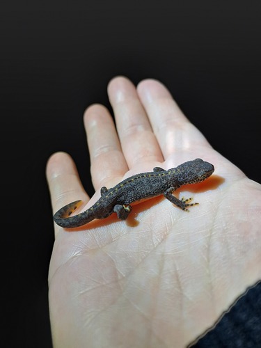 Alpine Newt