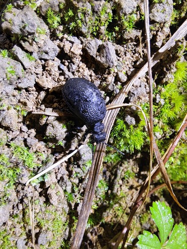 rugged oil beetle