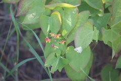 Epimedium